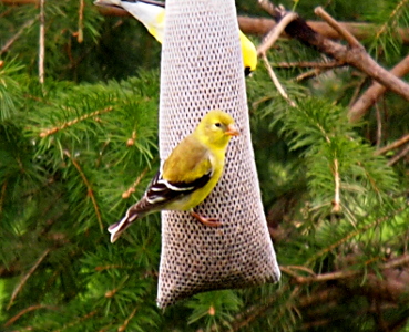 [Bird is perched on a suet bag showing her right side. She has black and white wings like the male, but is more of a gold-brown color than yellow and does not have the black mark on her head.]
